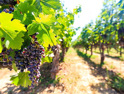画像：葡萄畑